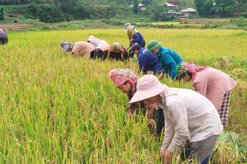 NÔNG DÂN XÃ NẬM SỎ TẬP TRUNG THU HOẠCH LÚA VỤ MÙA