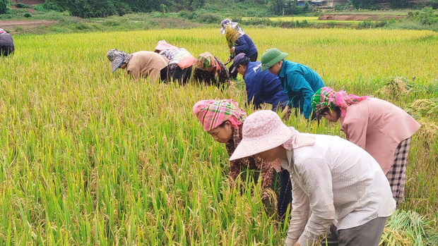 NÔNG DÂN XÃ NẬM SỎ TẬP TRUNG THU HOẠCH LÚA VỤ MÙA